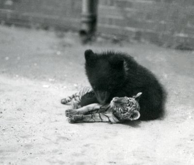 Ein Braunbärjunges spielt mit einem Tigerjungen im Londoner Zoo, April 1914 von Frederick William Bond